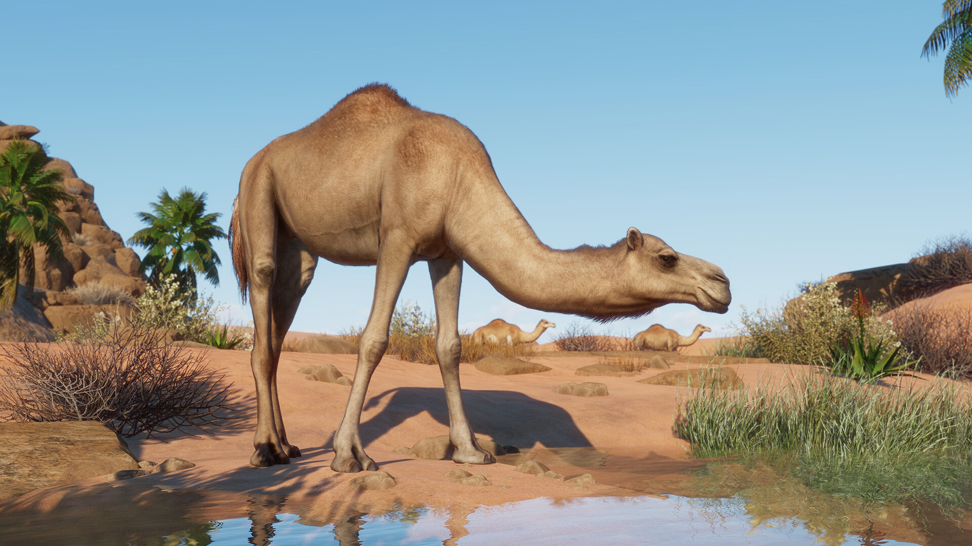 Planet Zoo - Arid Animal Pack DLC PC Steam CD Key thumbnail 2